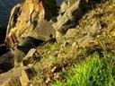 Vancouver Island, Saanich Peninsula, Canada - Union Bay. Photo by Luthien-TV