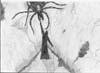 Ungoliant vs Morgoth