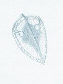 "Shield" by Turgon-(V)