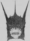 "Mouth of Sauron"